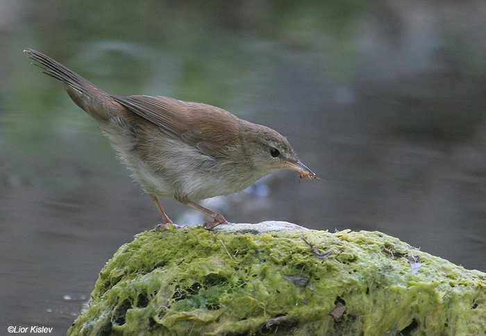    Cetti's Warbler Cettia cetti                                          , ,  2009.: 